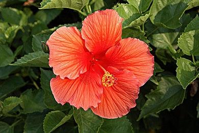 《心跳AI审讯游戏》登陆Steam AI精炼审讯模拟